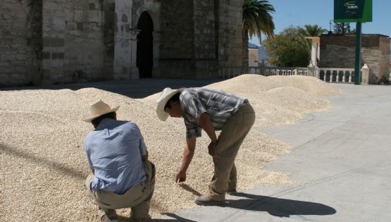 Con AMLO, una estrategia para perder ante el maíz transgénico, denuncian expertos