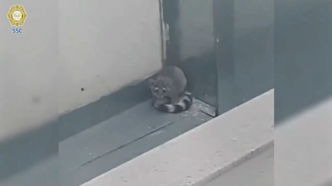 Brigada animal rescata un cacomixtle en una vivienda en Coyoacán (Video)