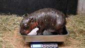 Foto ilustrativa de la nota titulada: Zoológico de Virginia recibe a hipopótamo pigmeo recién nacido al finalizar el año