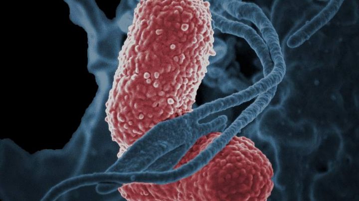 Trece niños mueren por brote de la bacteria Klebsiella oxytoca en Edomex