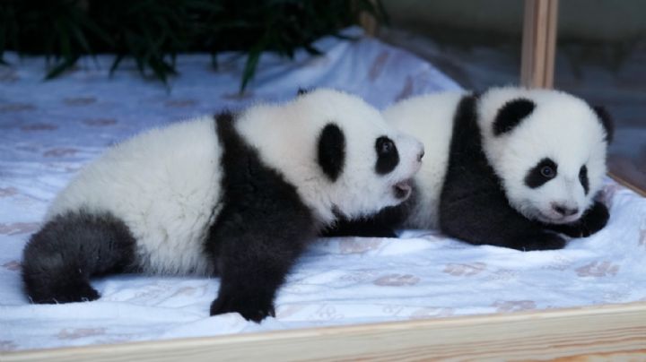 Este es el nombre que les pusieron a las nuevas pandas gemelas en el Zoológico de Berlín