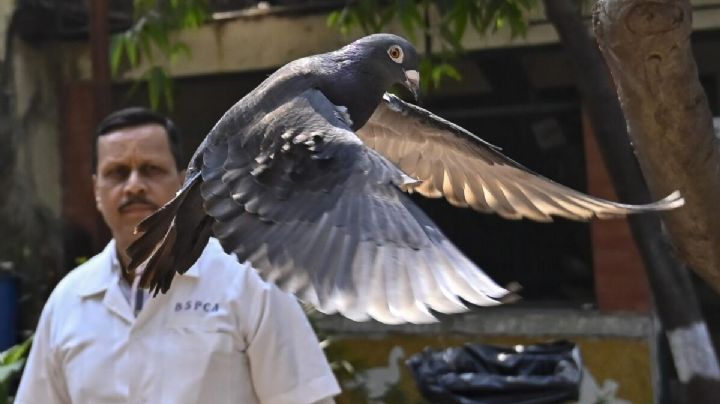 Policía libera una paloma tras ocho meses de detención; la acusaba de espiar para China