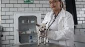Presentan iniciativa para que servicios veterinarios de mascotas sean deducibles de impuestos