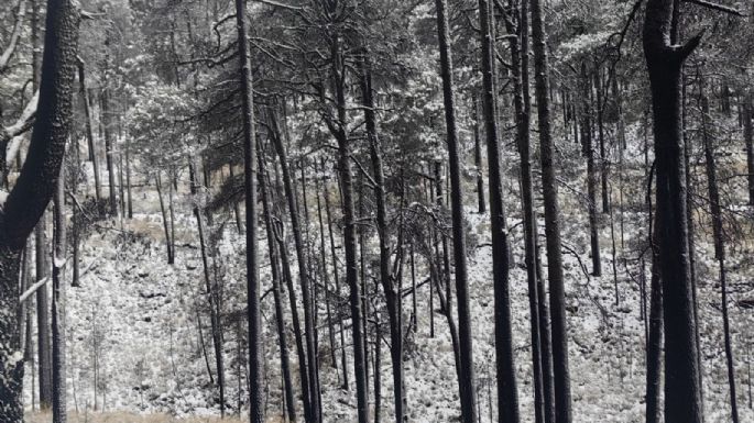 Alertan por nevadas, lluvias y vientos ante la entrada del frente frío #35