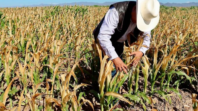 El agro sinaloense, en medio de la tormenta perfecta