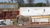 Profepa rescata a elefanta que vivía cercada al lado de una carretera
