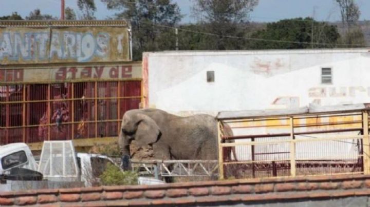 Profepa rescata a elefanta que vivía cercada al lado de una carretera