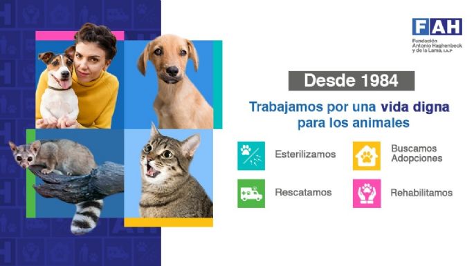 Abrirá Fundación Antonio Haghenbeck centro de esterilización para animales callejeros en CDMX