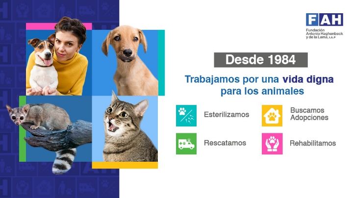 Abrirá Fundación Antonio Haghenbeck centro de esterilización para animales callejeros en CDMX