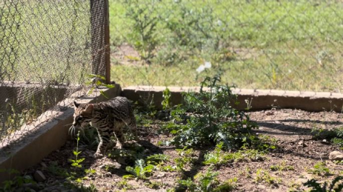 Resguarda Zoológico Tamatán a una osezna, un lince y un ocelote