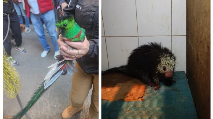 Rescatan a dos animales exóticos en menos de una semana en la CDMX