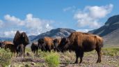 WHC reconoce a Cemex por su compromiso con la conservación del medio ambiente