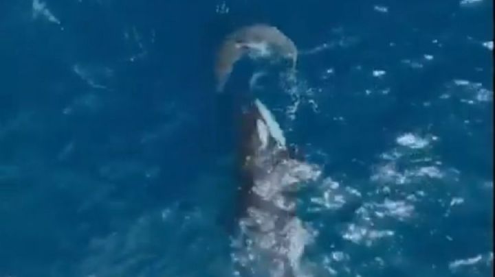 Orca caza sola a un gran tiburón blanco y devora su hígado en dos minutos