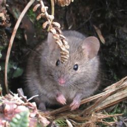 Alistan exterminio masivo de ratones que se reproducen sin control en una isla