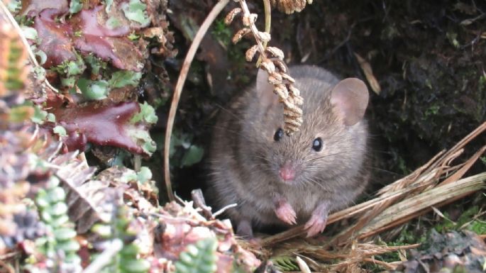 Alistan exterminio masivo de ratones que se reproducen sin control en una isla