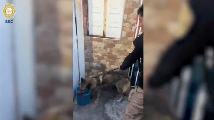 Lobo escapa del zoológico de Aragón y deambula por las calles; vecinos ayudan a capturarlo