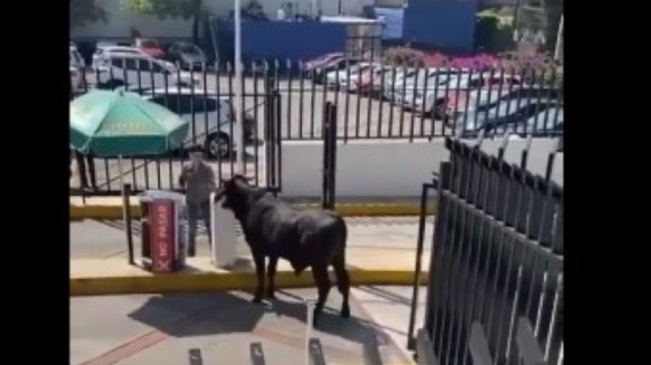 Un toro se metió al estacionamiento de la Universidad La Salle, campus Pedregal (Video)