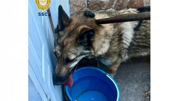 Lobo rescatado en la alcaldía GAM es un "perro lobo hembra checoslovaco"; la darán en adopción