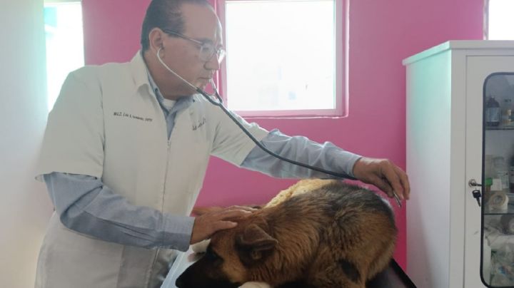 Una perra fue arrastrada por su presunta dueña en carretera de Guanajuato; la rescatan con vida
