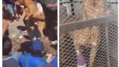 Rescatan al perro pitbull que intentó proteger a su dueña de ser linchada en Taxco