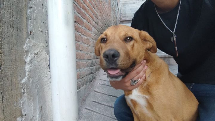 Caso Camila: Rescatan a otro perro de Ana Rosa, la mujer linchada en Taxco