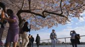 Japón regalará 250 cerezos nuevos a EU para reemplazar los cientos que serán talados por obras