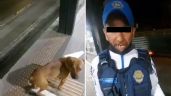 Policía que dio palazo a perro en el Metrobús es suspendido (Video)