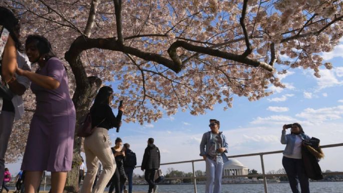 Japón regalará 250 cerezos nuevos a EU para reemplazar los cientos que serán talados por obras