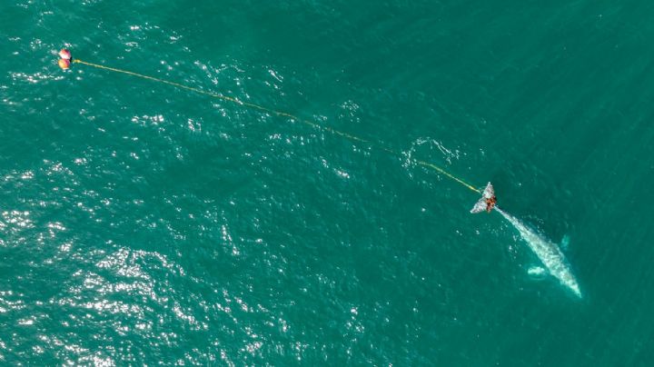 Rescatistas buscan a ballena gris atrapada en una red