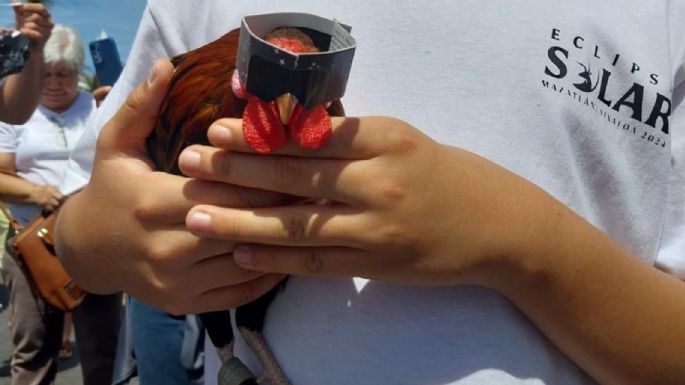 Este es Rigoberto, el gallo que usó lentes para el eclipse solar en Mazatlán