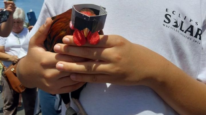 Este es Rigoberto, el gallo que usó lentes para el eclipse solar en Mazatlán