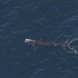 Avistan ballena enredada en cuerda en aguas frente a Nueva Inglaterra