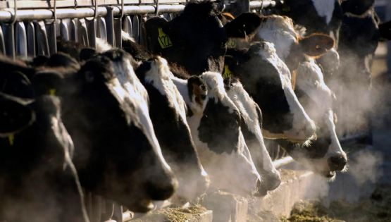 ¿Es seguro consumir leche y huevo? Gripe aviar se propaga a más animales de granja en EU