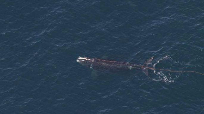 Avistan ballena enredada en cuerda en aguas frente a Nueva Inglaterra