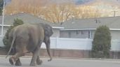 Elefanta escapa de circo y deambula por las calles (Video)