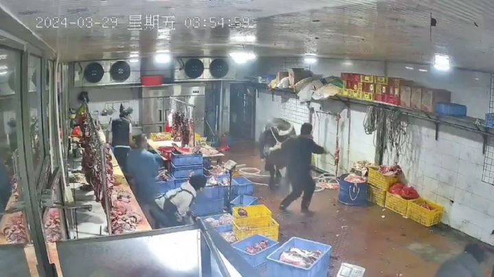 Vaca ataca a empleados de un matadero; el video se vuelve viral