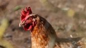 OMS expresa su "gran preocupación" por que la gripe aviar empiece a extenderse de persona a persona