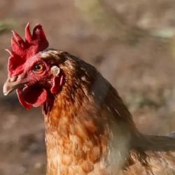 OMS expresa su "gran preocupación" por que la gripe aviar empiece a extenderse de persona a persona