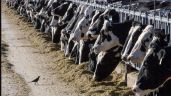 Una persona es diagnosticada con gripe aviar tras interactuar con vacas en Texas