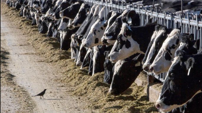 Una persona es diagnosticada con gripe aviar tras interactuar con vacas en Texas