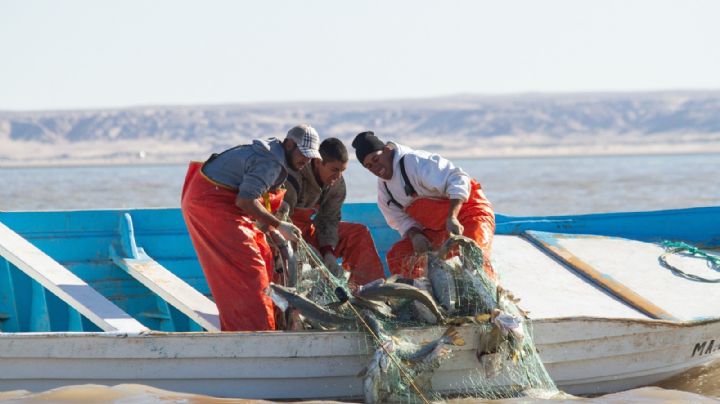Gobierno de AMLO se ha echado para atrás en el combate a la pesca ilegal: Oceana
