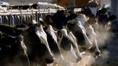 Muestras de leche pasteurizada arrojan resultados positivos a trazas de virus de gripe aviar en EU