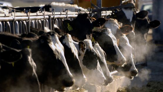 Muestras de leche pasteurizada arrojan resultados positivos a trazas de virus de gripe aviar en EU