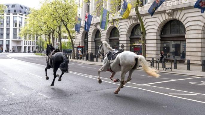 Cinco caballos militares se escapan por el centro de Londres, hieren a 4 personas y desatan el caos