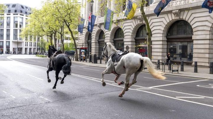 Cinco caballos militares se escapan por el centro de Londres, hieren a 4 personas y desatan el caos