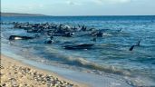 Más de 100 ballenas piloto varadas en la costa de Australia fueron rescatadas, según experto