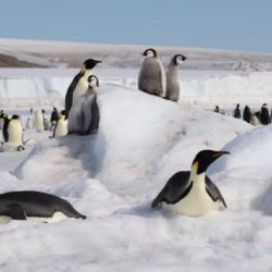 El deshielo diezma la reproducción del pingüino emperador