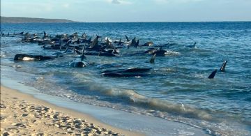 Más de 100 ballenas piloto varadas en la costa de Australia fueron rescatadas, según experto
