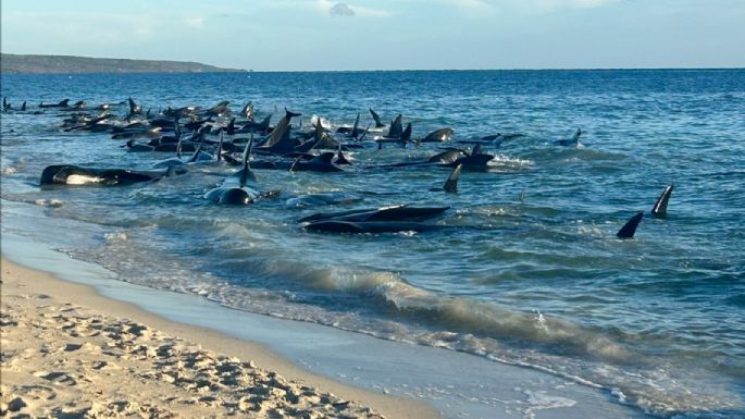 Más de 100 ballenas piloto varadas en la costa de Australia fueron rescatadas, según experto