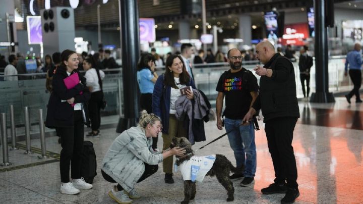 Aeropuerto contrata perros de terapia para mejorar experiencia de viajeros con ansiedad